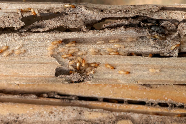 Best Cockroach Control Services  in Villa Ridge, MO