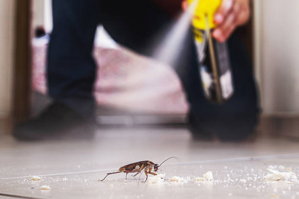 Best Mosquito Control Services  in Villa Ridge, MO